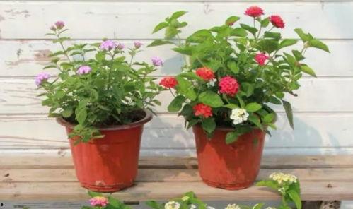 泰州酒店爆料视频最新,揭秘背后惊人真相 第3张 泰州酒店爆料视频最新,揭秘背后惊人真相 第3张